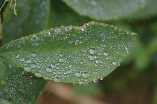 Photo, rain-wet leaves, leaf, rain, 