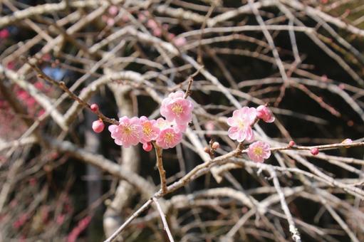 洞慶院の梅 洞慶院の梅の写真