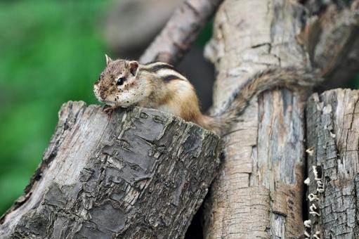 穴掘りで顔が土だらけのシマリス 5 穴掘りで顔が土だらけのシマリス 5の写真