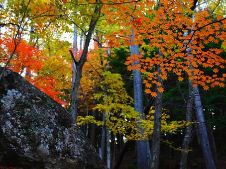 紅葉（瑞牆山） 紅葉,秋,10月の写真素材
