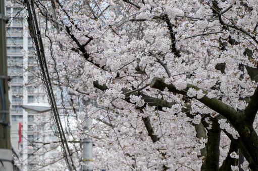 桜と電線 桜と電線の写真