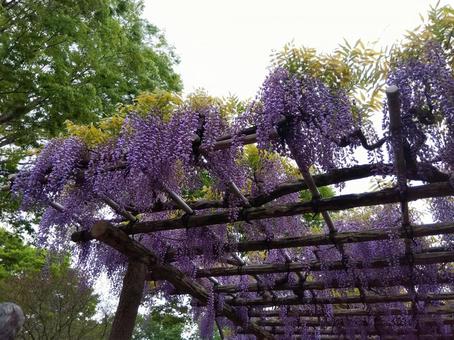 藤の花 藤の花 藤の花,紫,綺麗の写真素材
