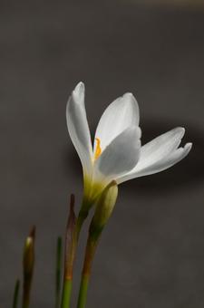 秋の花:タマスダレ1 秋の花:タマスダレ1の写真