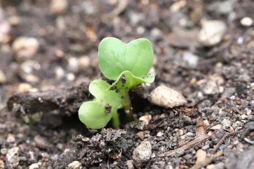 Radish germination, JPG