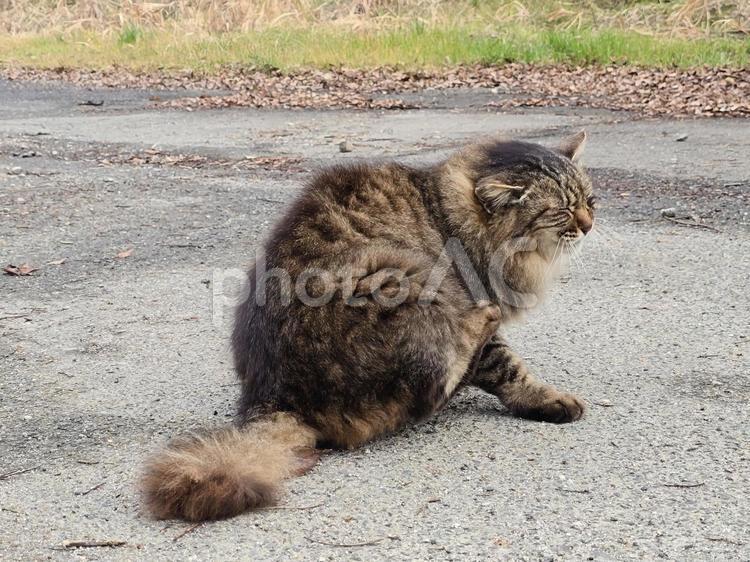 自然の中の地域猫 猫,ネコ,地域猫の写真素材