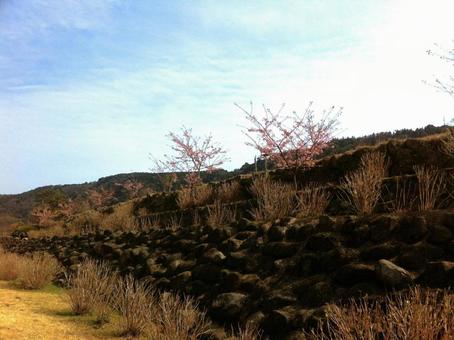 早春の箱根湯本の早川の土手3 早春の箱根湯本の早川の土手3の写真