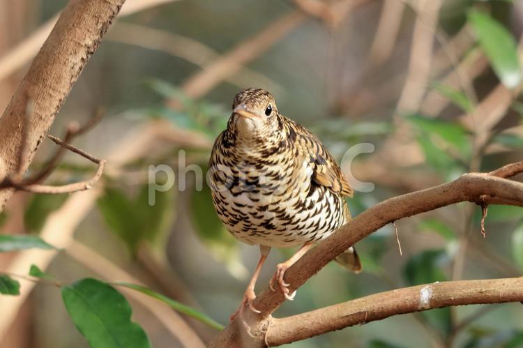 こちらを見つめるトラツグミ トラツグミ,鳥,野鳥の写真素材