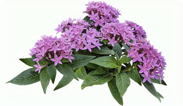 星形の花ペンタスの切抜き(背景透過) 星形の花ペンタスの切抜き(背景透過) ペンタス,切り抜き,花の写真素材