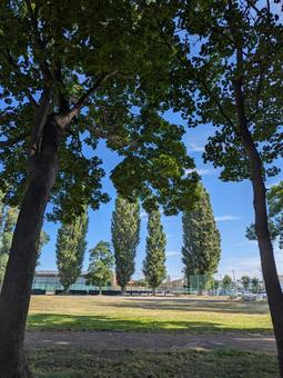 夏の公園 夏の公園の写真
