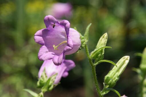 カンパニュラ　クローズアップ 草花,カンパニュラ,春夏の写真素材