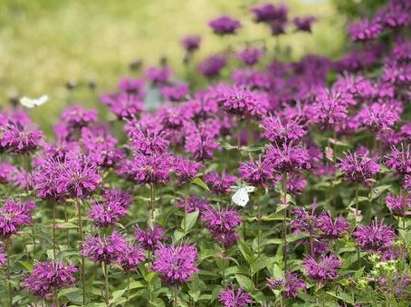 Photo, flower, timbitsuna, purple, 