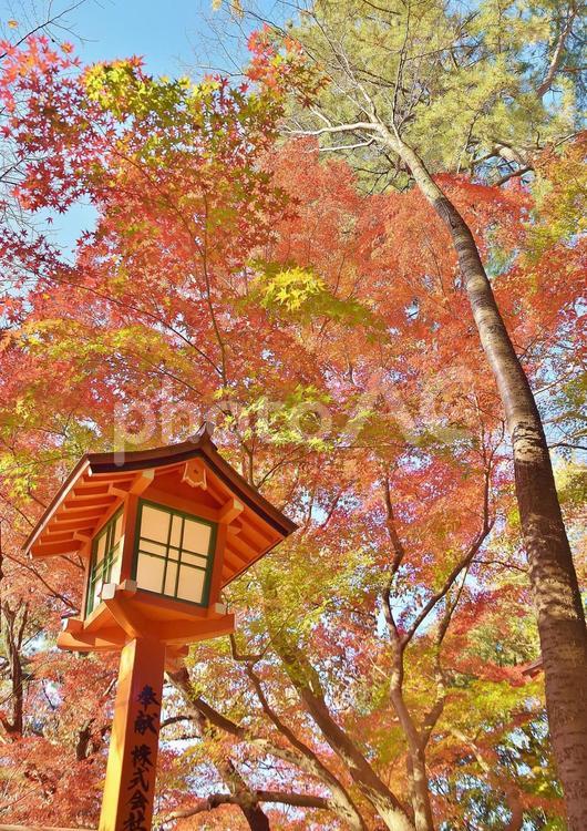 等々力渓谷の紅葉 紅葉,モミジ,カエデの写真素材