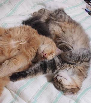 へそ天で寄り添って眠る2匹の子猫 へそ天,寄り添う,2匹の写真素材