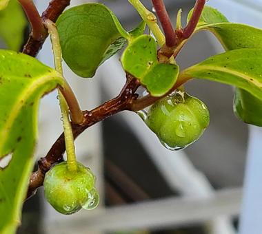 雨上がりのサネカズラのつぼみの写真