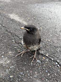 ハッカチョウの雛 ハッカチョウの雛の写真