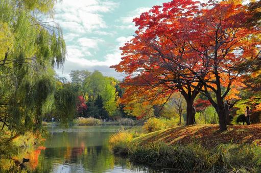 中島公園の秋模様６ 紅葉,黄葉,燃えるの写真素材