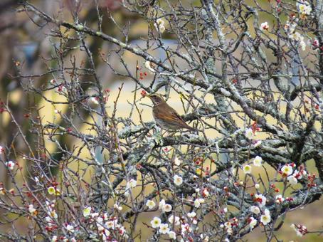 梅の木の枝に留まるツグミ 梅の木の枝に留まるツグミ ツグミ,鶫,野鳥の写真素材