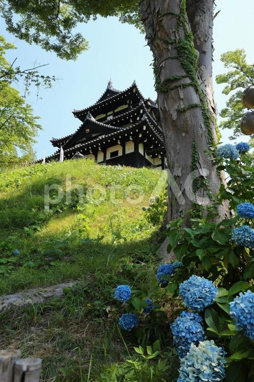 高田城と紫陽花2 紫陽花,高田城,上越の写真素材