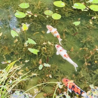 モネの池の鯉3匹が優雅に泳いでいる モネの池の鯉3匹が優雅に泳いでいる 鯉,モネの池,名もなき池の写真素材