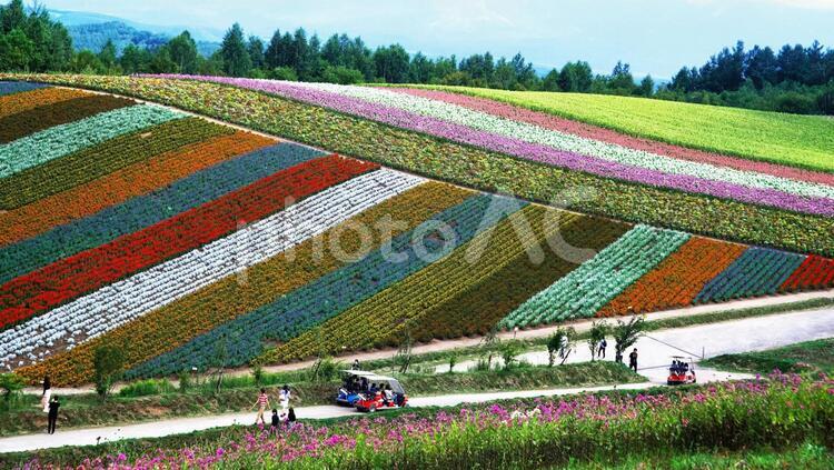 北海道の絶景 四季彩の丘,美瑛,旅行の写真素材