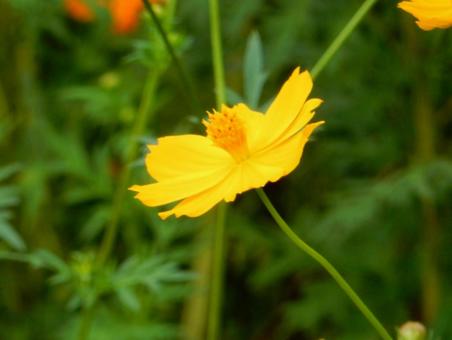【花の写真】コスモス(秋桜) 【花の写真】コスモス(秋桜)の写真