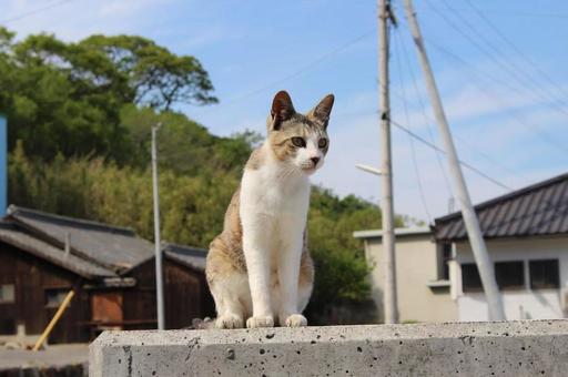 猫@田舎町 猫@田舎町の写真