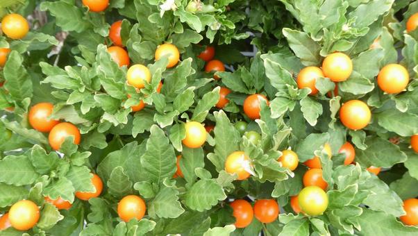 Summer flower bed Orange fruit of winter coral, JPG Summer flower bed Orange fruit of winter coral, JPG
