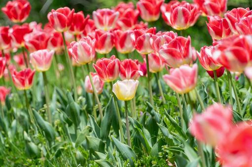 ピンクと白のチューリップ畑の写真