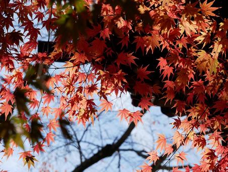 紅葉 紅葉,秋,空の写真素材