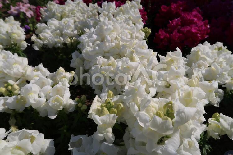 日差しを浴びて フラワーアレンジメント,優しい花,公園の花の写真素材