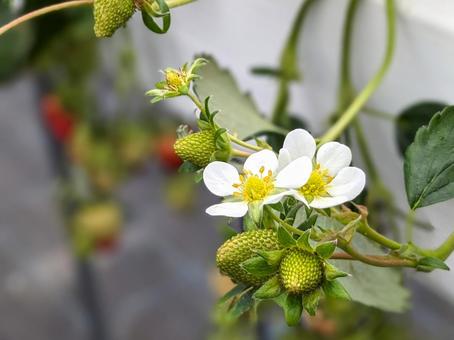 イチゴの花 イチゴの花 イチゴ,花,イチゴの花の写真素材