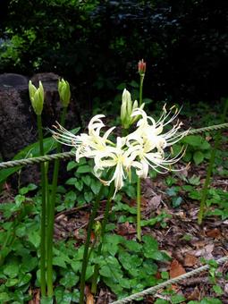 林道脇の草やぶで開花した白いヒガンバナ ヒガンバナ,花,植物の写真素材