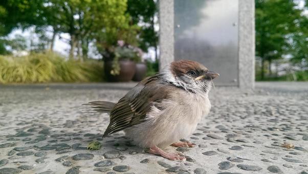 公園のすずめ 公園のすずめ すずめ,雀,鳥の写真素材