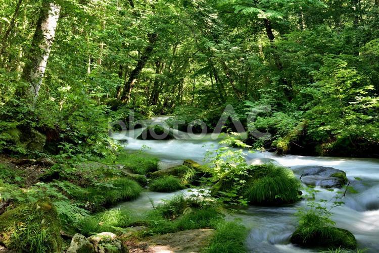奥入瀬　初夏　旅の記憶 青森,奥入瀬,川の写真素材