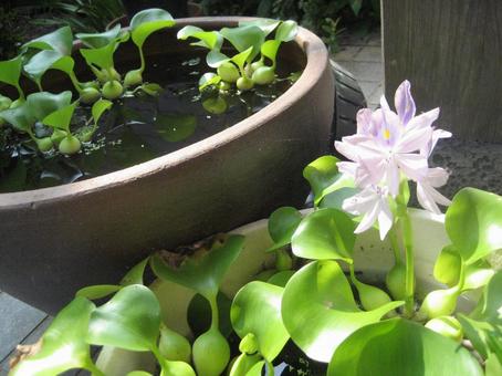 A single lotus flower, JPG