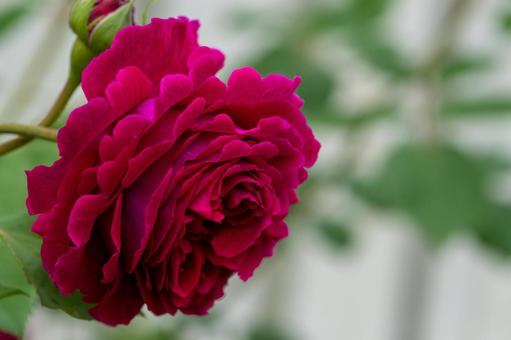 「愛情」が花言葉、赤い薔薇 「愛情」が花言葉、赤い薔薇の写真