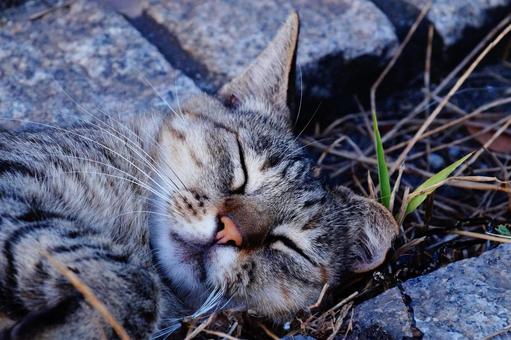 Sleeping cat, JPG Sleeping cat, JPG