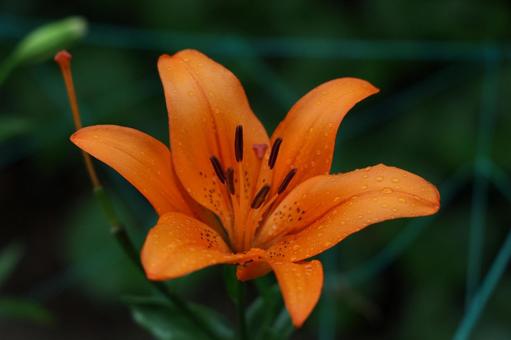 雨粒を纏うオレンジの百合 ユリ,百合,オレンジの写真素材