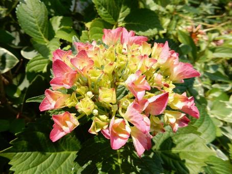 [Flower photo] Hydrangea flower, JPG