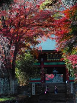 妙義神社の紅葉 紅葉,秋,妙義町の写真素材