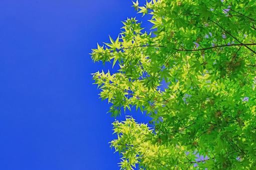 晴れ渡る空を背景に輝く瑞々しい青楓 新緑,青空,カエデの写真素材