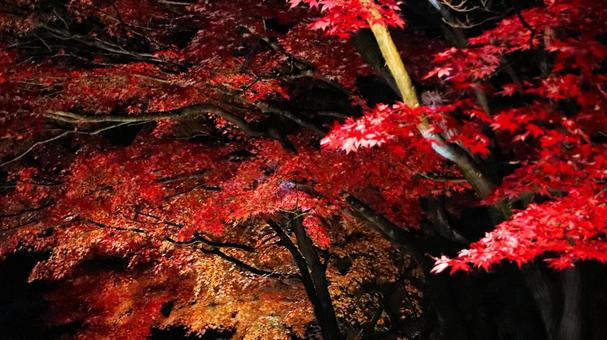 虹の郷　紅葉ライトアップ 紅葉,ライトアップ,秋の写真素材