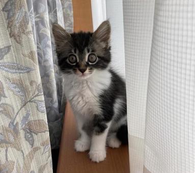 おすまし猫 おすまし猫 ねこ,ネコ,子猫の写真素材