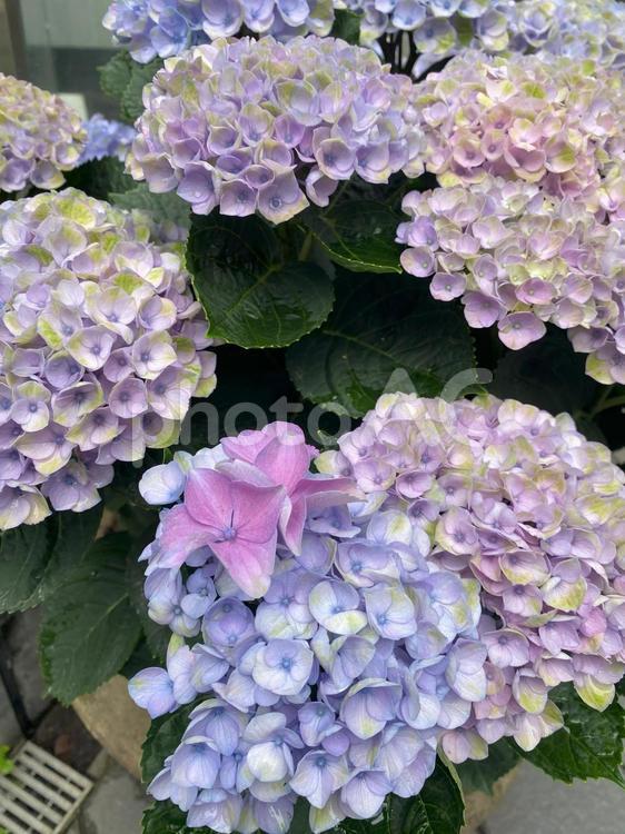 あじさいのある風景 紫陽花,あじさい,アジサイの写真素材