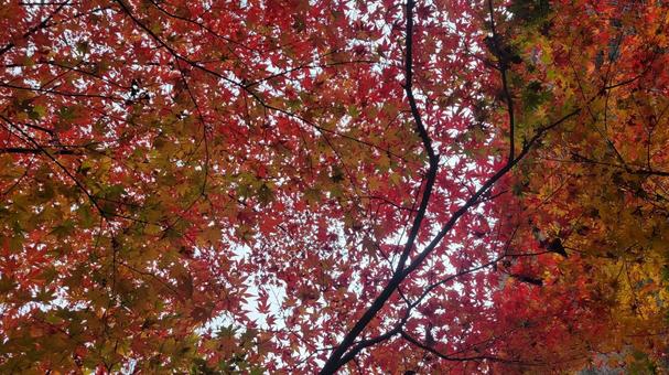 紅葉 紅葉の写真