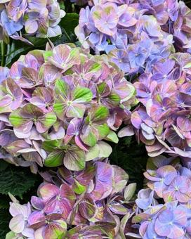 アジサイ　あじさいの写真