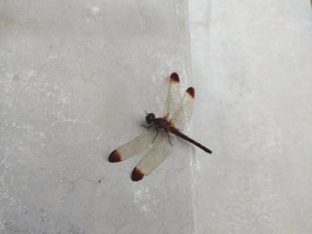 トンボ 秋,トンボ,とんぼの写真素材