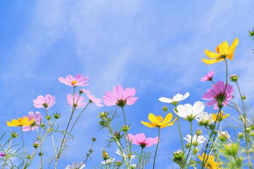 Cosmos field Autumn scenery, JPG