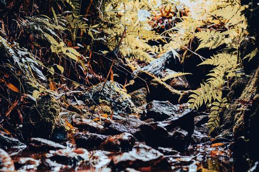 フィルム風の山の小川 フィルム風の山の小川の写真