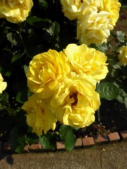 バラ園に咲く黄色いバラの花 バラ園に咲く黄色いバラの花 バラ,花,植物の写真素材